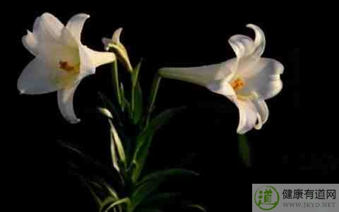 秋分吃秋菜好嗎 秋分吃秋菜好嗎