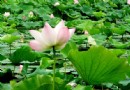 暑熱難耐？小暑養生全攻略：節氣由來、三伏天與消暑保健一次看懂