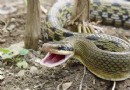 夢見親人被蛇咬、被刀捅、被砍頭是什麼意思？吉凶解夢全解析