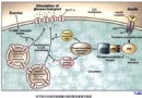 血糖升高暗藏著什麼？解析糖尿病的代謝紊亂與器官損害