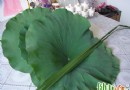 夏天吃什麼好？荷葉入菜清熱解暑，2道清香荷葉料理食譜