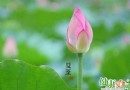 夏至節氣養生攻略：補陽祛濕順時而為，飲食起居有講究