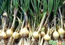 春天吃什麼好？春食野蒜解油膩、開胃又養生