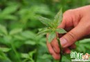 春季野菜正當時：七種野菜可食可藥，營養與養生兼得