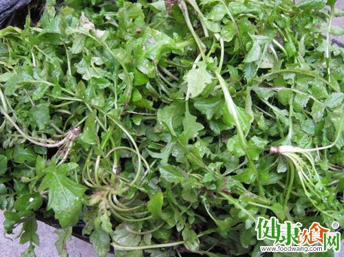 春天吃什麼?三月荠菜賽靈丹