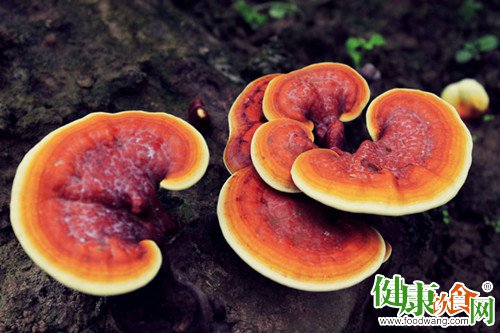 冬季飲食養生:靈芝給您溫暖