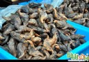 秋高氣爽正是採菱時：菱角的防癌功效與食用指南
