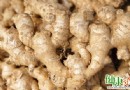 秋季吃薑會加重秋燥？中醫解析秋季食薑宜忌