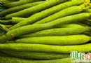 絲瓜：夏天醫食兩用的養生蔬菜，消暑解毒又護膚