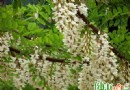 穀雨時節洋槐花香：營養價值與4道經典槐花食譜