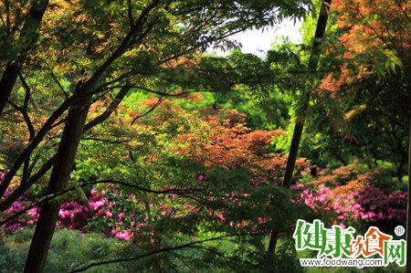 晚春時節養生:吃出好眼色 睡出好眼神