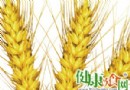 春夏養生正當時：小麥胚芽的營養精華與食療功效