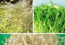 春吃芽正當時：五種豆芽功效大不同，順時養生這樣吃