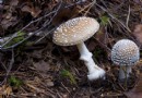 「十年雞頭賽砒霜」是真的嗎？盤點餐桌上5種暗藏毒素的常見食物