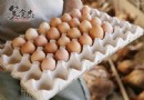 早餐吃一顆雞蛋的六大好處：補蛋白、控體重、健腦又護眼